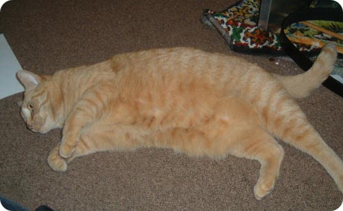 Pumpkin