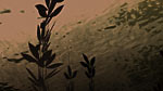 Pond