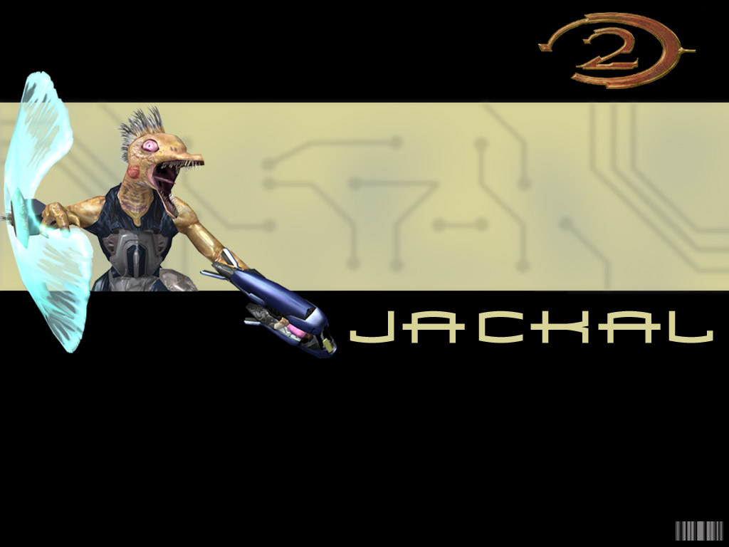 jackal1024x768.jpg